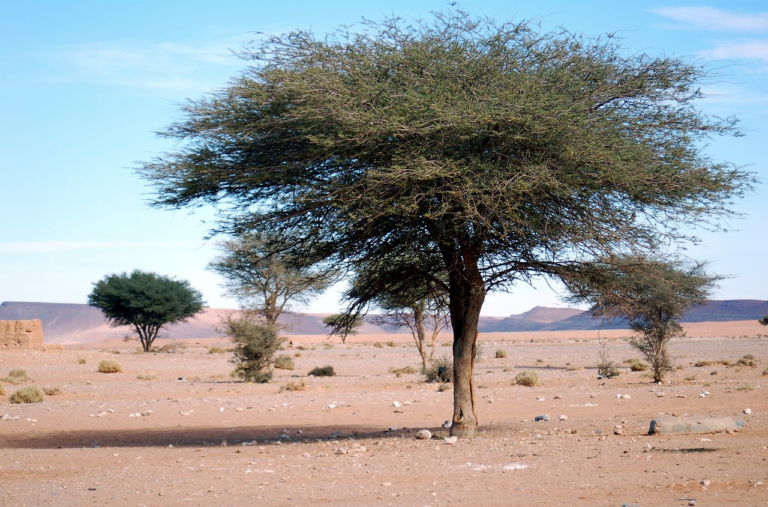 Ghaf Tree The National Tree Of Uae Shajara Artificial Plants